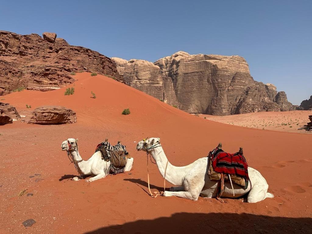 Bedouin Holidays Camp And Jeep Tours Wadi Rum Buitenkant foto